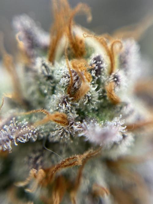 Is it a Boy or Girl? (bagseed). Week 21