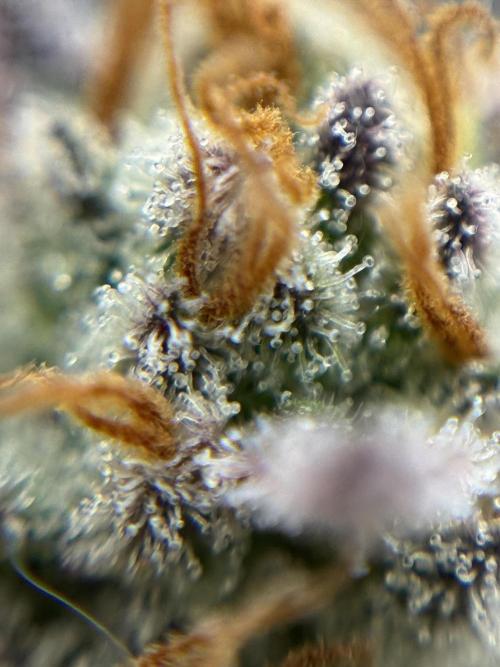 Is it a Boy or Girl? (bagseed). Week 21