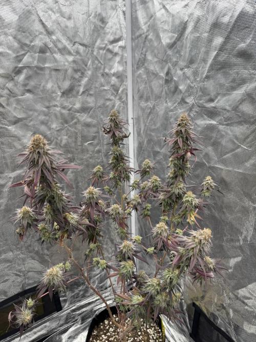 Plant Grow Lights. Week 21