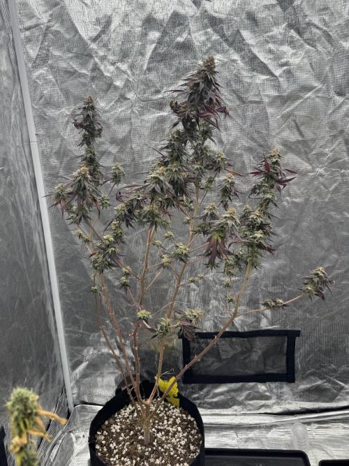 Is it a Boy or Girl? (bagseed). Week 21