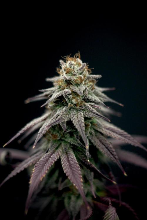 Plant Grow Lights. Week 21
