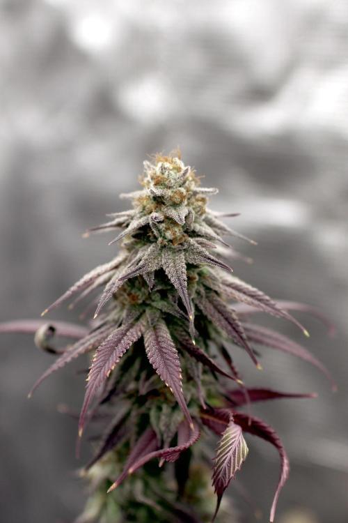 Plant Grow Lights. Week 21