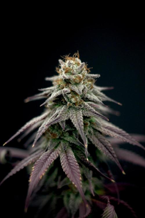 Plant Grow Lights. Week 21