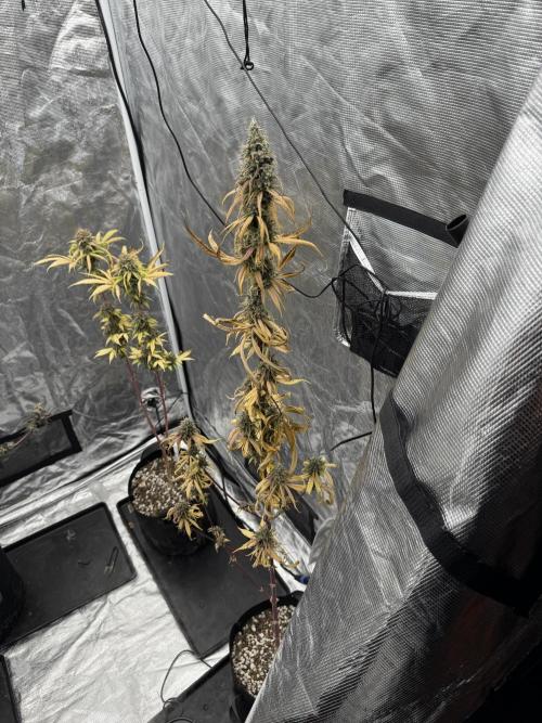 Island seeds in the Mainland. Week 18