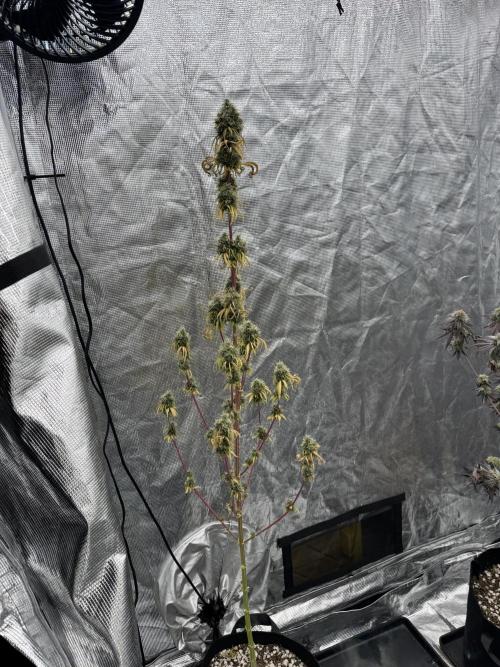 Island seeds in the Mainland. Week 18