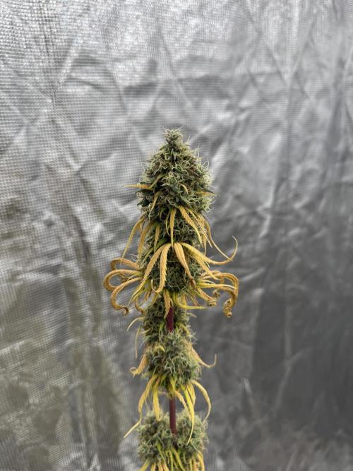 Island seeds in the Mainland. Week 18