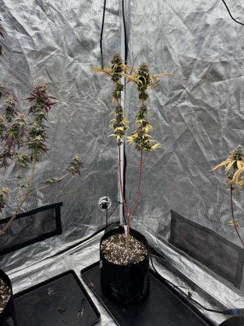 Island seeds in the Mainland. Week 18