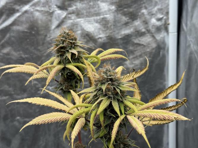 Island seeds in the Mainland. Week 18