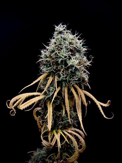 Island seeds in the Mainland. Week 18