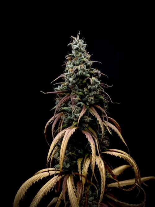 Island seeds in the Mainland. Week 18