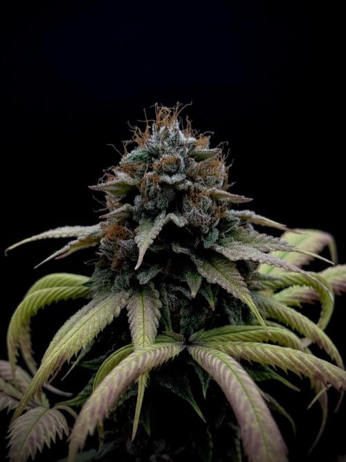 Island seeds in the Mainland. Week 18