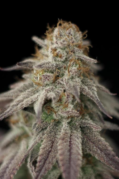 Is it a Boy or Girl? (bagseed). Week 22