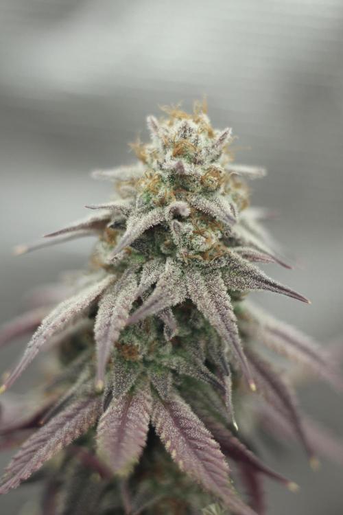 Is it a Boy or Girl? (bagseed). Week 22