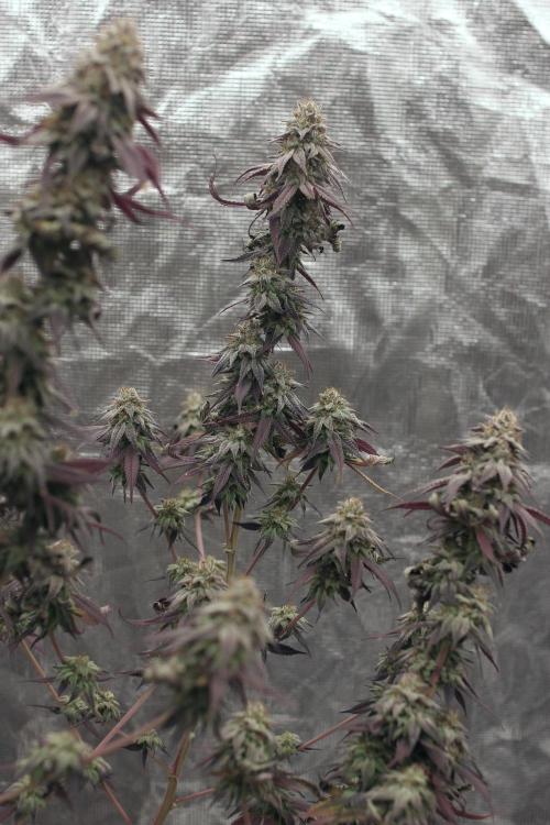 Is it a Boy or Girl? (bagseed). Week 22