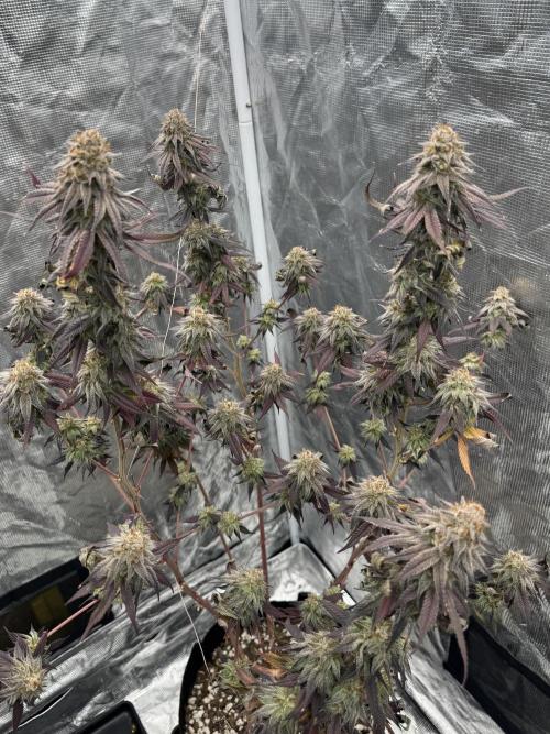 Plant Grow Lights. Week 22