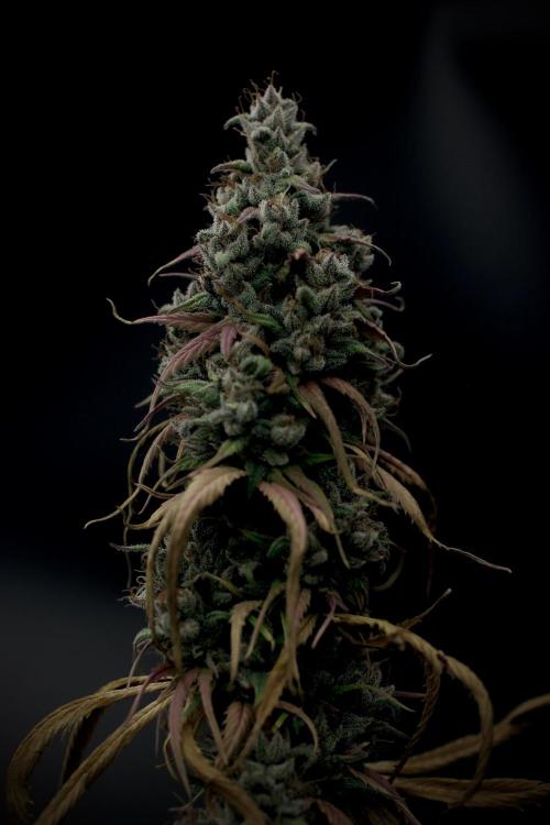 Island seeds in the Mainland. Week 19