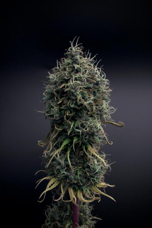 Island seeds in the Mainland. Week 19