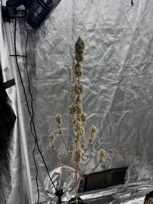 Island seeds in the Mainland. Week 19