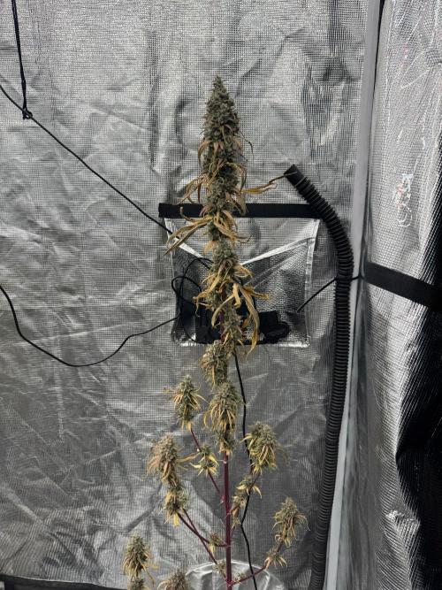 Island seeds in the Mainland. Week 19
