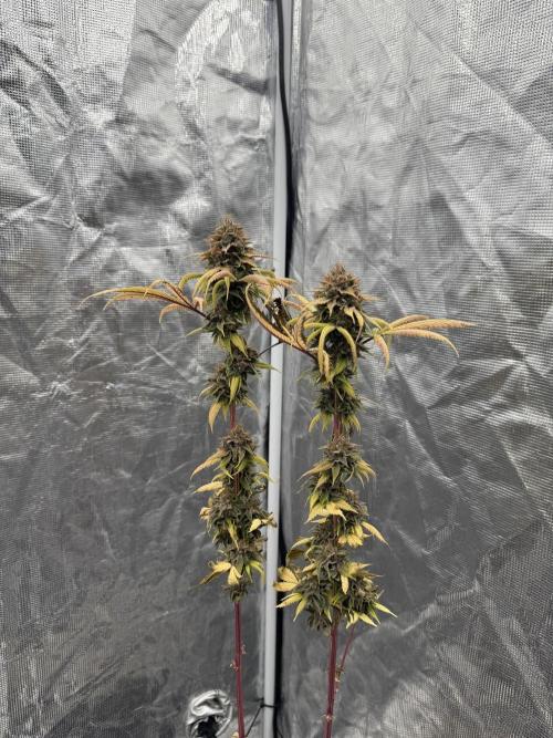 Island seeds in the Mainland. Week 19