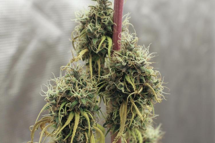 Island seeds in the Mainland. Week 19
