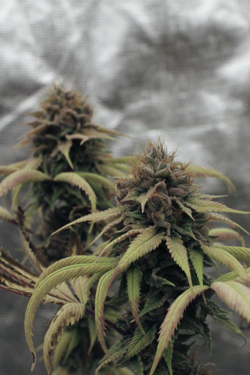 Island seeds in the Mainland. Week 19