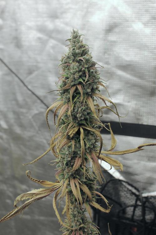 Island seeds in the Mainland. Week 19