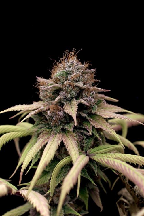 Island seeds in the Mainland. Week 19
