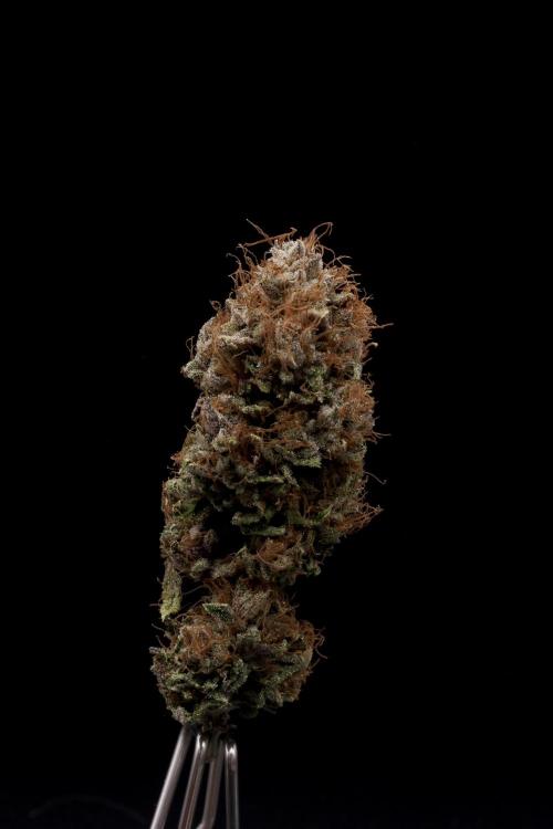 Island seeds in the Mainland. Week 20