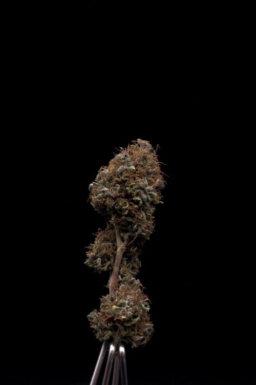 Island seeds in the Mainland. Week 20
