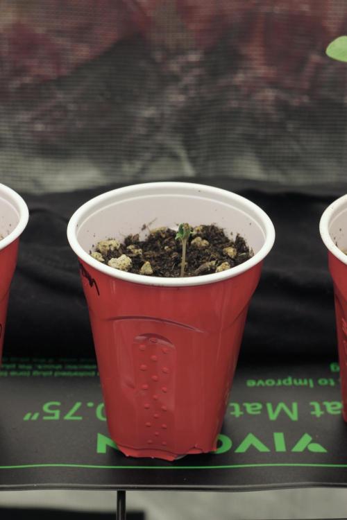 Mainline Attempt | Hawaiian Genetics. Week 0
