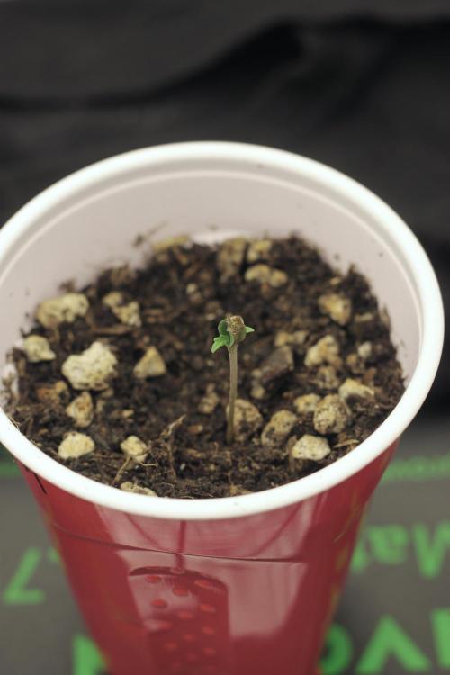 Mainline Attempt | Hawaiian Genetics. Week 0