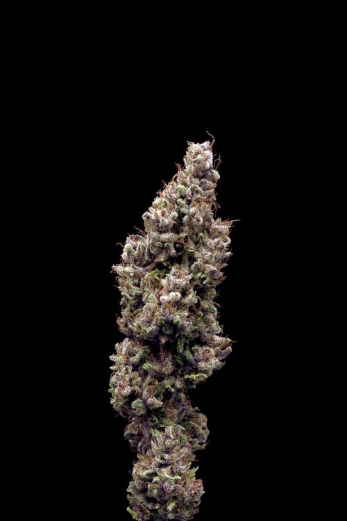 Island seeds in the Mainland. Week 20
