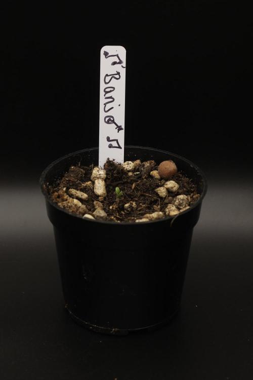 Dad’s Grow (“grow this for me son” LOL). Week 0