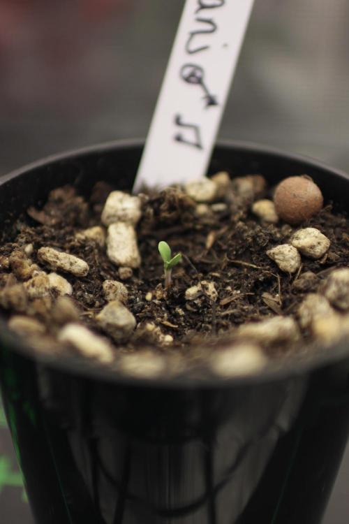 Dad’s Grow (“grow this for me son” LOL). Week 0