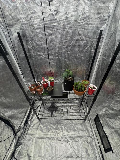 Dad’s Grow (“grow this for me son” LOL). Week 0