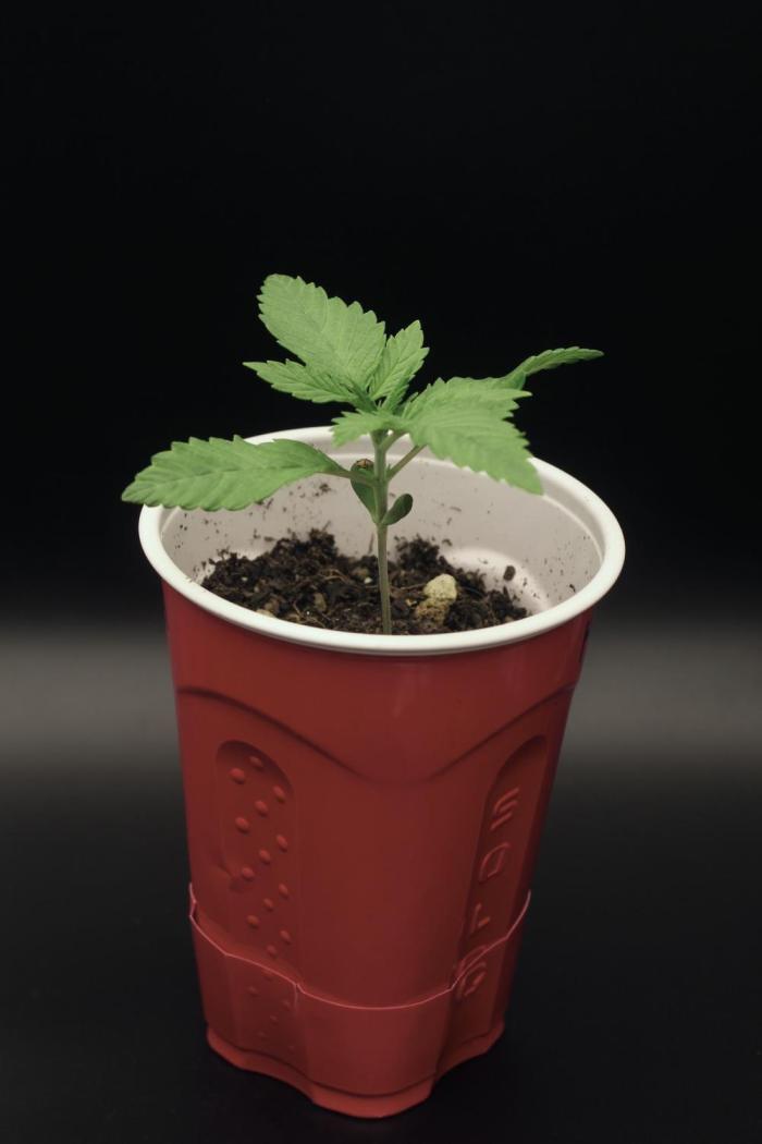 Mainline Attempt | Hawaiian Genetics. Week 1