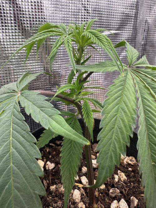 Impulse Purchase (clone). Week 1