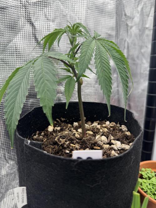 Impulse Purchase (clone). Week 1