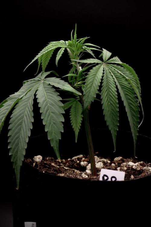 Impulse Purchase (clone). Week 1