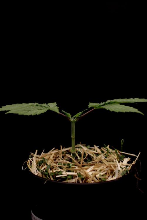 16 Cola Mainline Try | Hawaiian Genetics. Week 2