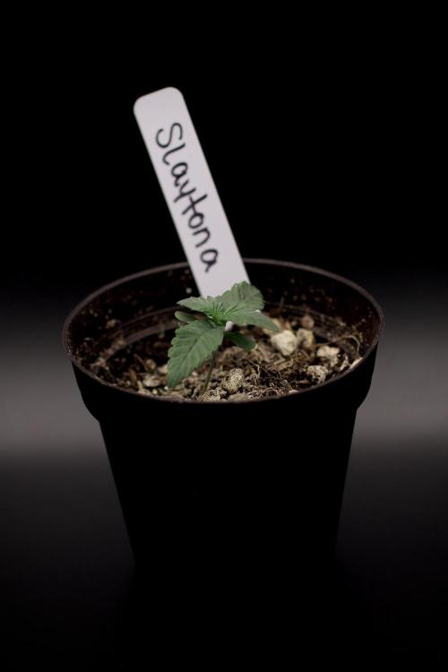 Slaytona 5000 | Swamp Boys ‘26 Drop. Week 1
