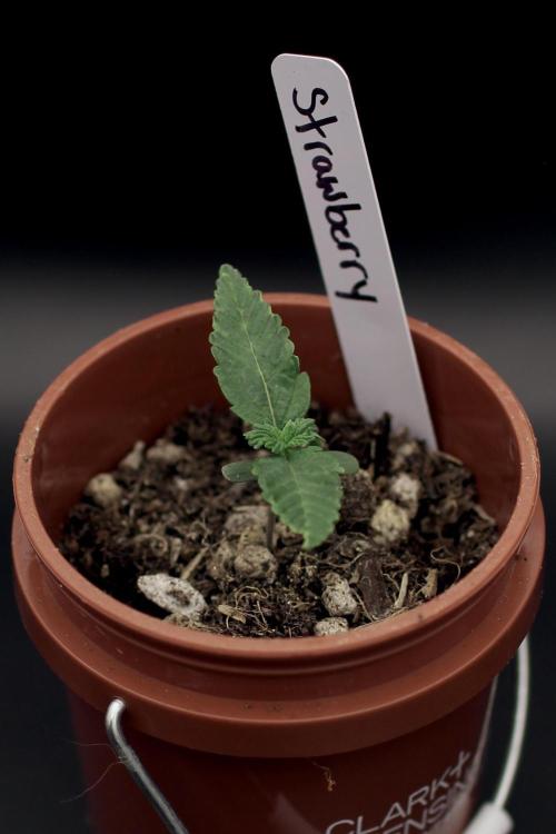 Hawaiian Bred Fire!!!. Week 1