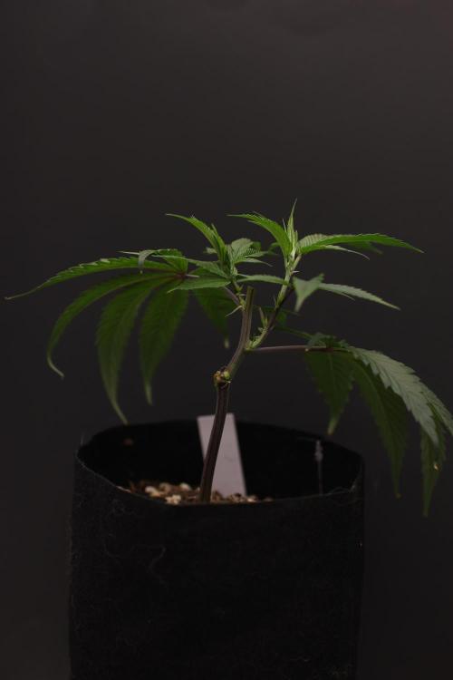 Impulse Purchase (clone). Week 2