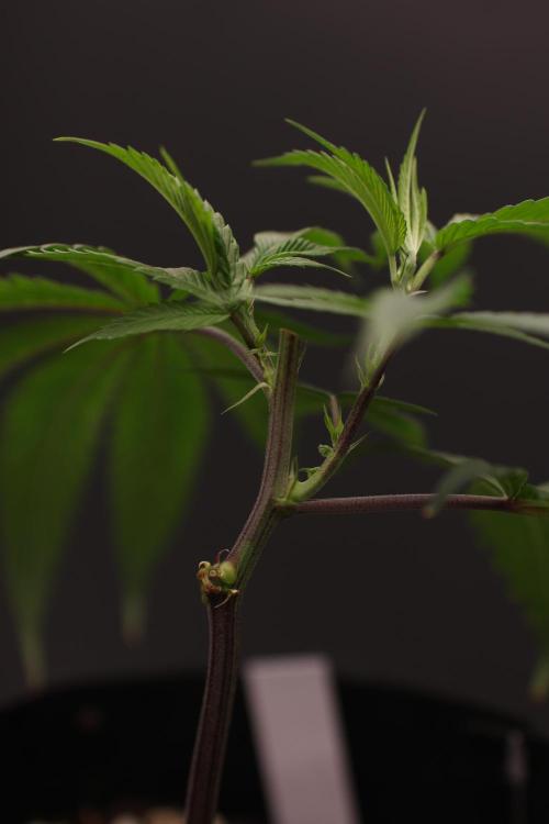Impulse Purchase (clone). Week 2