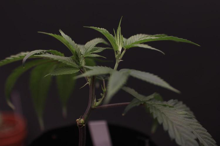 Impulse Purchase (clone). Week 2