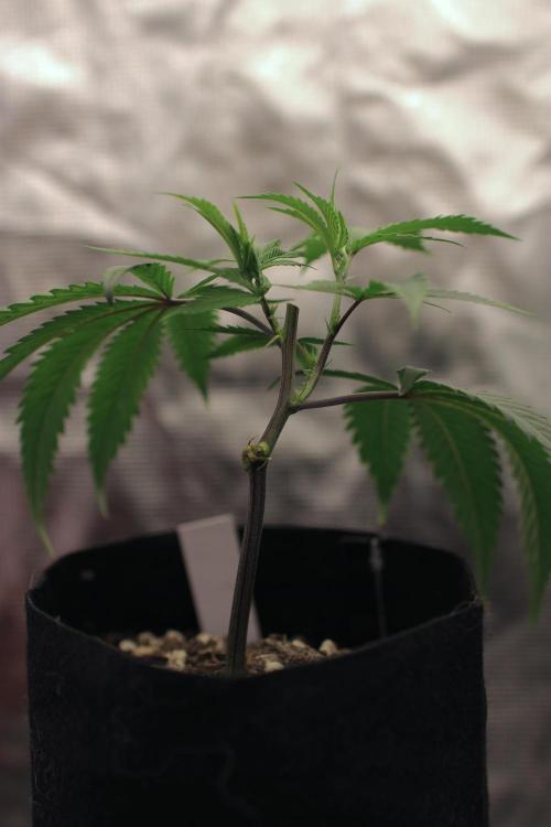 Impulse Purchase (clone). Week 2