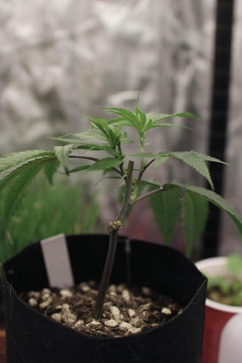 Impulse Purchase (clone). Week 2
