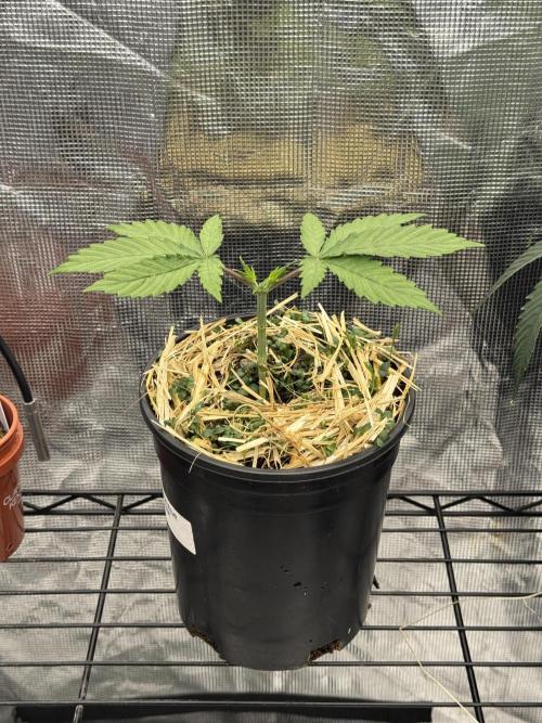 16 Cola Mainline Try | Hawaiian Genetics. Week 2