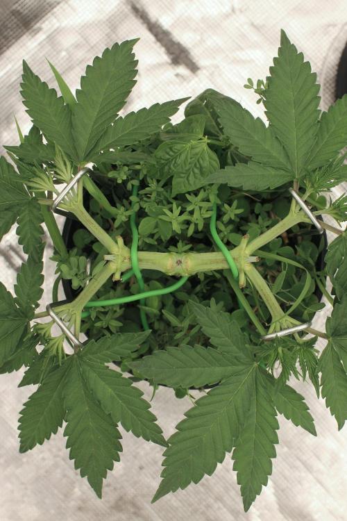 16 Cola Mainline Try | Hawaiian Genetics. Week 4
